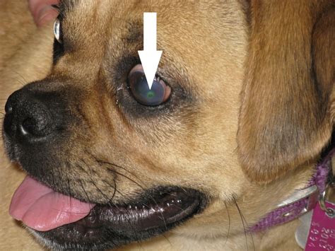 What Causes Eye Ulcers In Dogs