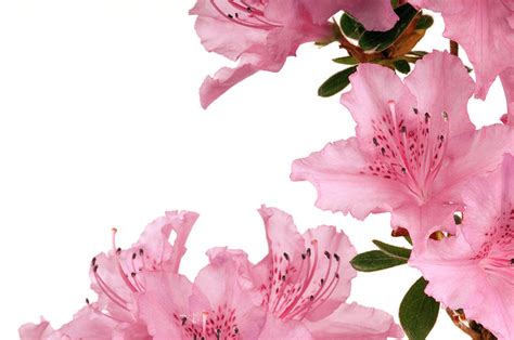 Pink Azalea On White Backgrounds by Fesoj