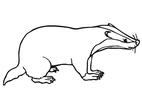 Badger Outline Template - ClipArt Best