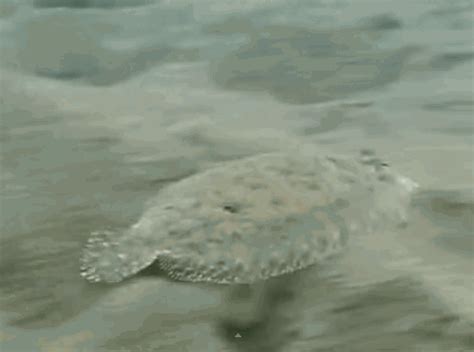 Octopus Camouflage Gif