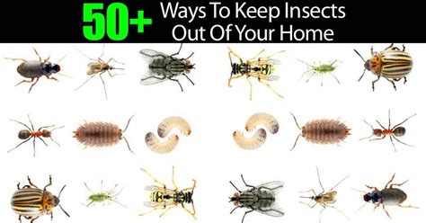 50+ Ways To Keep Insects Out Of Your Home # ...