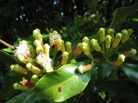 Clove | Diseases and Pests, Description, Uses, Propagation