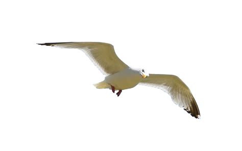 Free Flying Bird Png, Download Free Flying Bird Png png images, Free ...