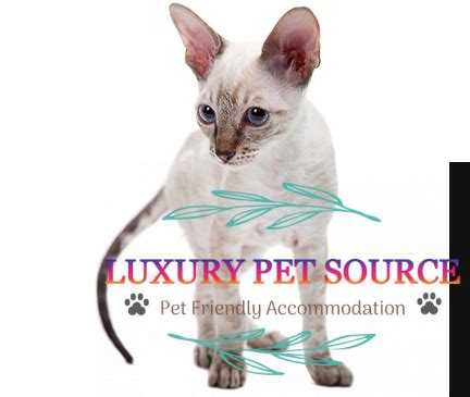 Cornish Rex - Luxury Pet Source