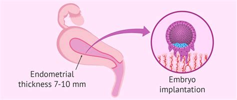 Endometrial receptivity and embryo implantation