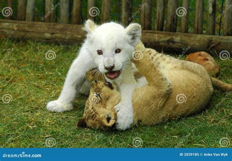 Lion Cubs Playing Royalty Free Stock Photo - Image: 2039185