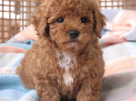 Shih Tzu Cross Toy Poodle Dog Breed - Temperament And Training