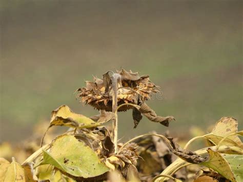 Sunflower Head - Sunflower Seeds Stock Photo - Image of grass, bird ...