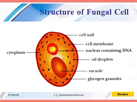 Fungal cell pictures