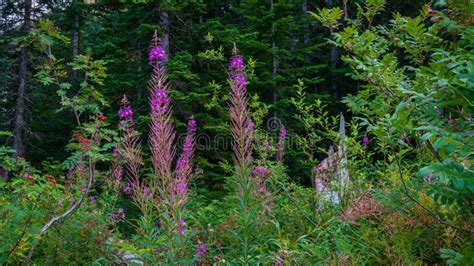 Mountain Flora and Fauna stock image. Image of forest - 125130661