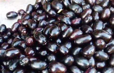 Black Plum (Jamun): Medicinal and Nutritional Benefits | HubPages