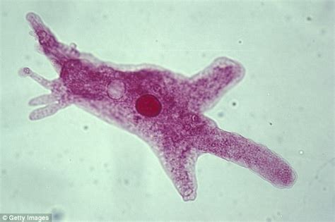 Brain-eating amoeba are thriving in Florida's warm | Daily Mail Online