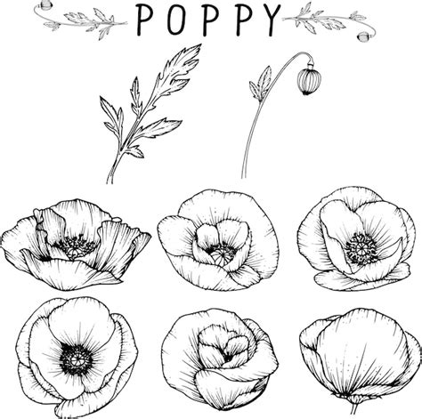 Premium Vector | Poppy flower drawings