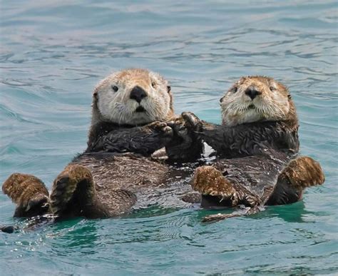 Did you know that sea otters hold hands while they’re sleeping? 😍