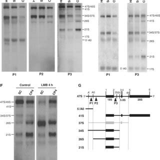 Northern blot analysis of pre-rRNAs detected by using probes ...