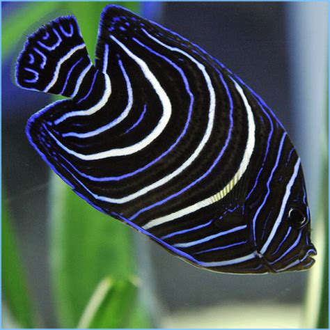 Blue Koran Angelfish or Semicircle Angelfish | Pete's Aquariums & Fish