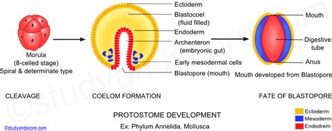 Blastopore in Animals: Protostomes and Deuterostomes | Study&Score