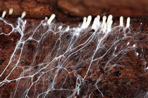 First Signs of Mycelium Growth: When & What To Look For - 🐝 ...