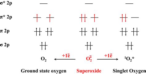 Molecular orbital diagrams for ground‐state oxygen, superoxide radical ...