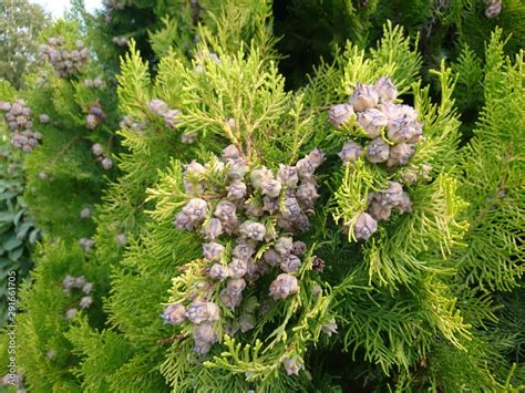 cupressus cones clump Stock Photo | Adobe Stock