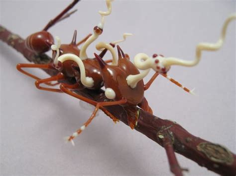 http://www.wesleyfleming.com/gallery/ant-w-cordyceps.htm | Ant fungus ...