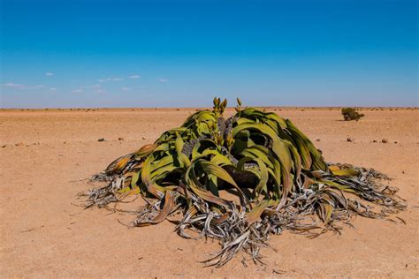 Welwitschia is the national flower of Namibia - Vida Rural