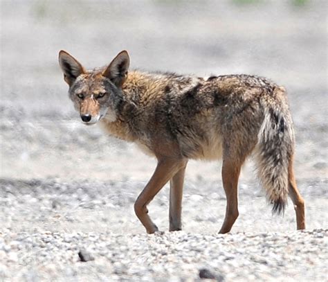 Here’s what we don’t know about urban coyotes, a growing issue in LA ...