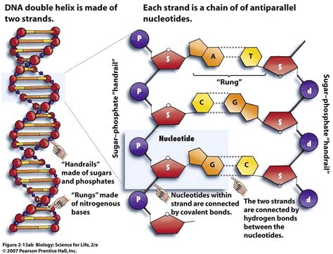 Chromosomes, Genes and DNA:MCQs For NEET, GPAT, Pharmacist, Staff Nurse ...