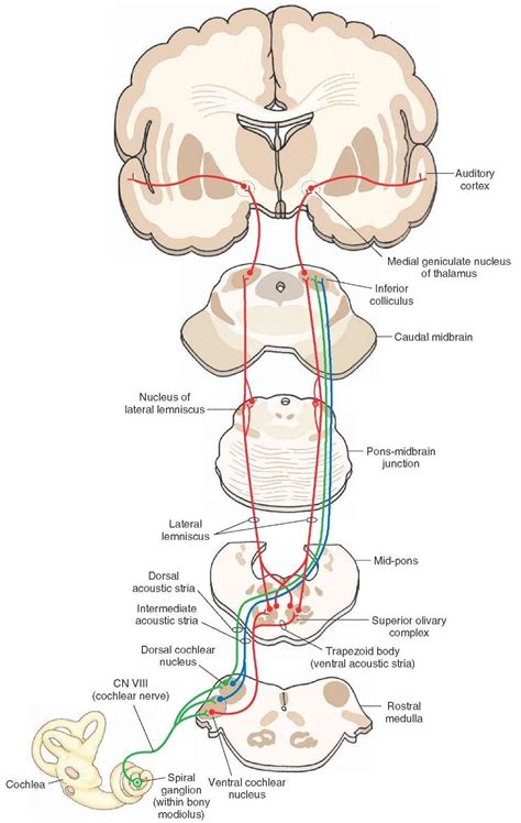 Pathways of the Auditory System | Medical anatomy, Nervous system ...