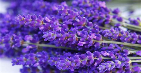 Good varieties of lavender to try growing in the Hudson Valley