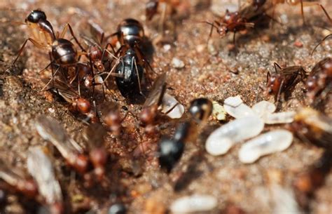 Termite Fact: Although ants attack termites as a source of food ...