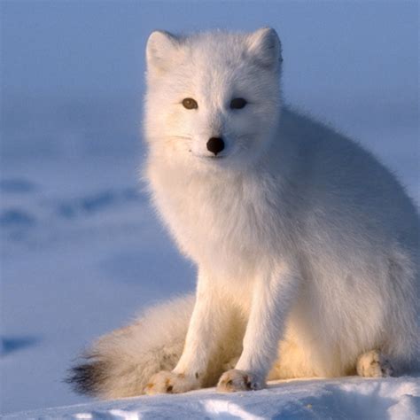 Arctic Fox Habitat Facts