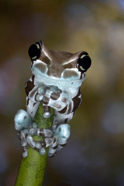 Amazon milk frog - Jim Zuckerman photography & photo tours