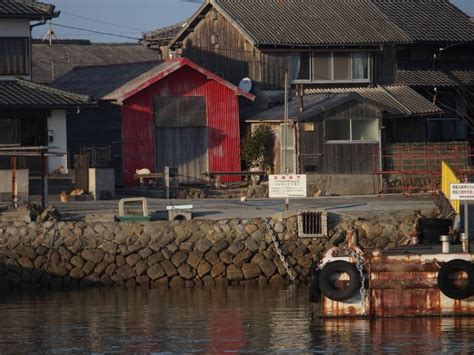 35 Photos Inside Aoshima, Japan's 'Cat Island'