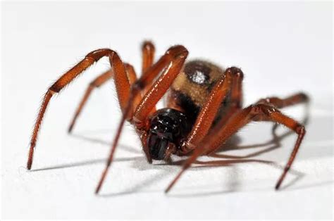 Warning issued as UK's most venomous spiders invade Kent homes - Kent Live