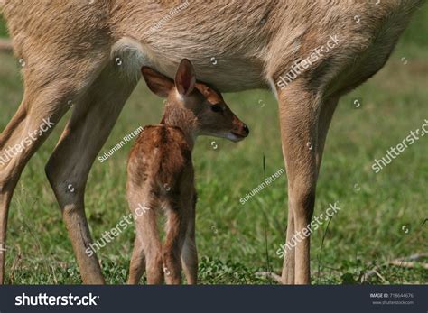 Baby Deer Standing Her Mother Stock Photo 718644676 | Shutterstock