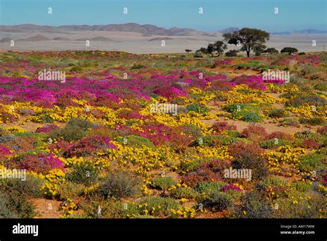 Flowers in the Namib desert after rainfall, Aus, Namibia Stock Photo ...