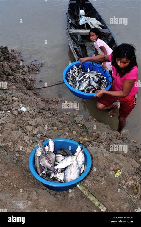 Bagre fish - Amazon river in PANGUANA . Department of Loreto .PERU ...