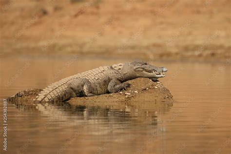 Mugger crocodile in the nature habitat, crocodile on the river ...