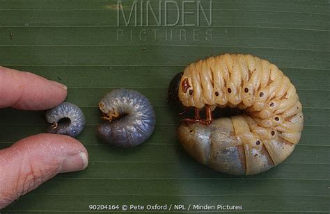 Minden Pictures stock photos - Stages 1, 2 and 3 of Hercules beetle ...