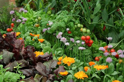 10 Flowers To Grow With Vegetables | Garden companion planting ...