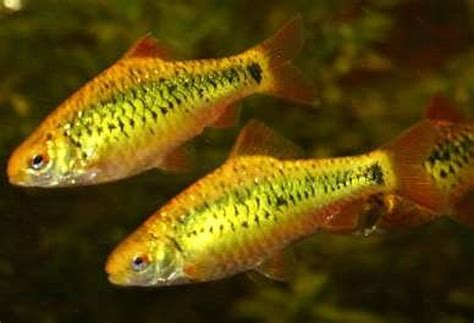 Gold Barbs: Care and Good Tank Mates for This Aquarium Fish | PetHelpful