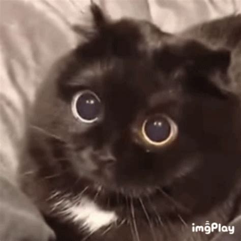 Surprised Cat GIF - Surprised Cat Cute - Discover & Share GIFs