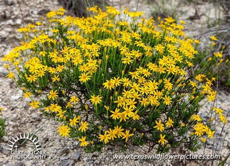 Red And Orange Texas Wildflowers - Home Alqu