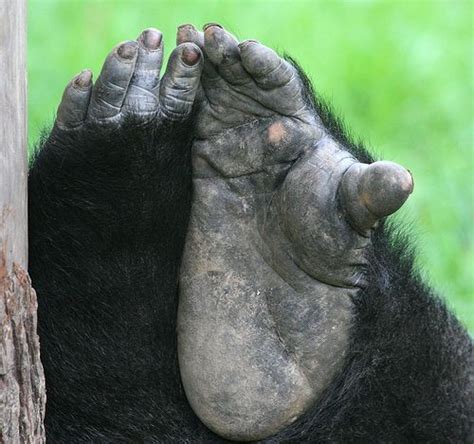 Opposable Toes.... | Primates, Animals, Human