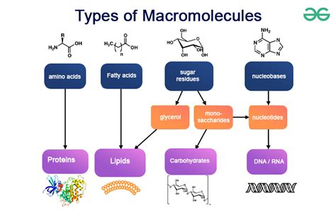 Macromolecules - Types and Examples