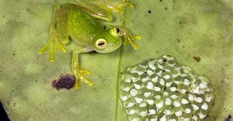 10 Incredible Glass Frog Facts - IMP WORLD