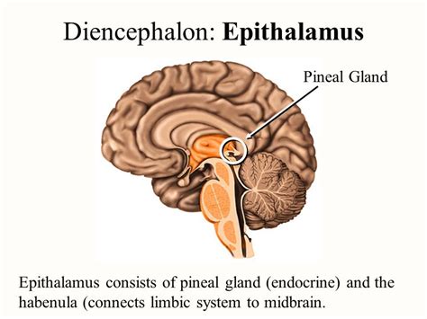 The epithalamus is located in the diencephalon (along with the thalamus ...