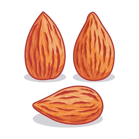 Premium Vector | Realistic almond illustration