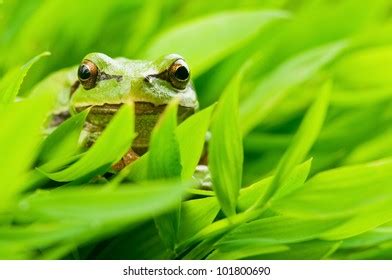 Frog Grass Photos, Images & Pictures | Shutterstock